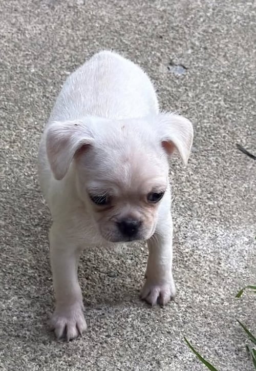 VINTAGE REDS PUPS - BENCH - Chihuahua / Pug available for adoption