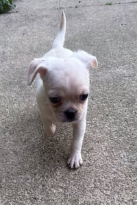 Vintage Reds Pups - Bench - Photo 3