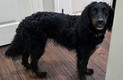 SHYLA - Springer Spaniel / Poodle (unknown type) available for adoption