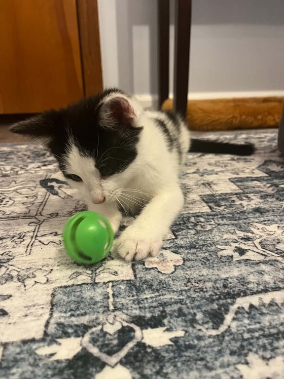 Elliott (Kitty) Image