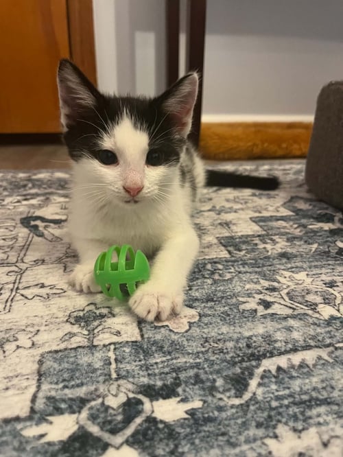ELLIOTT (KITTY) - Domestic Medium Hair available for adoption