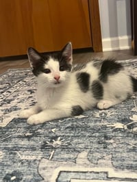 Elliott (Kitty) - Photo 3