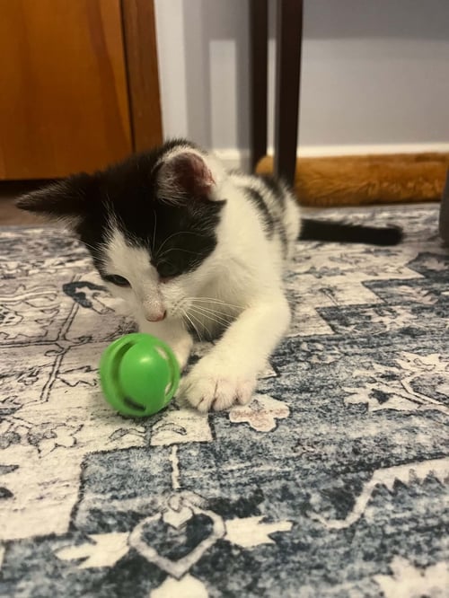 ELLIOTT (KITTY) - Domestic Medium Hair available for adoption