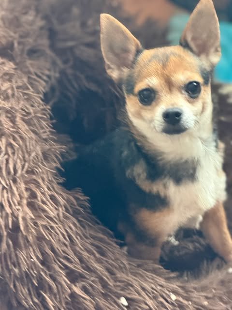 CiCi Image