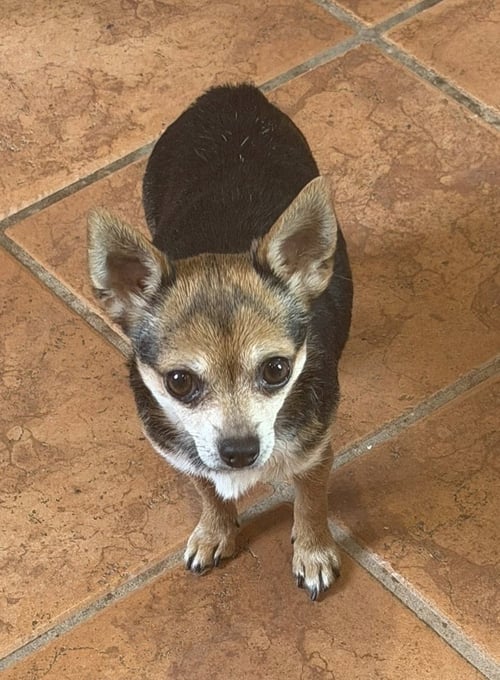 CICI - Chihuahua available for adoption