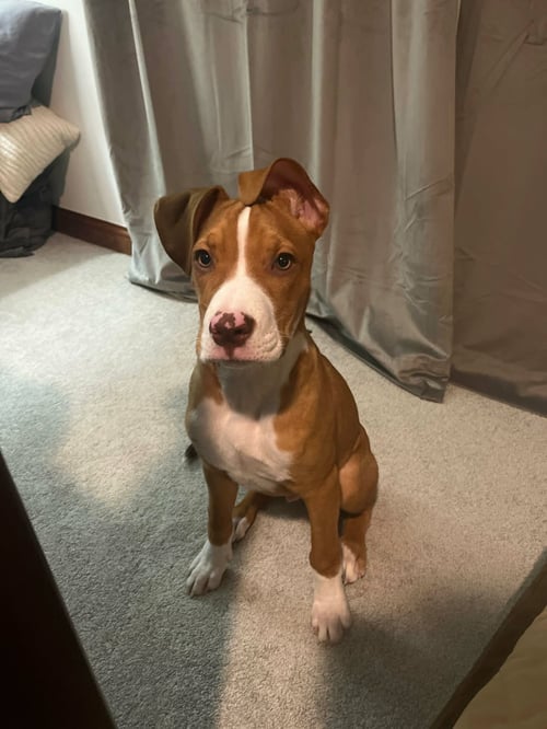 FRANKY - Pit Bull Terrier available for adoption