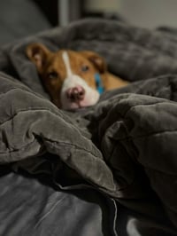 Franky - Photo 6