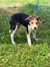 Maverick - Photo 8