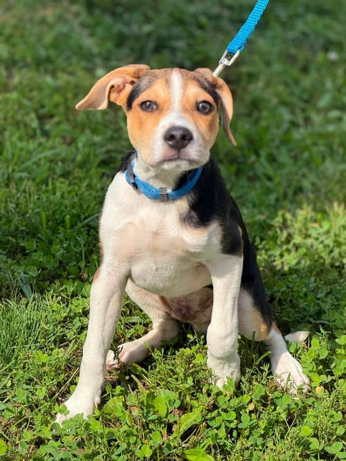 MAVERICK - Chihuahua / Beagle available for adoption