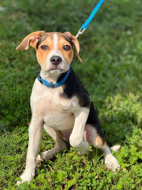 MAVERICK - Chihuahua / Beagle for adoption in Columbus