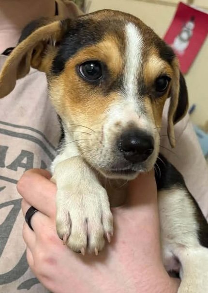 MAVERICK - Chihuahua / Beagle for adoption in Columbus