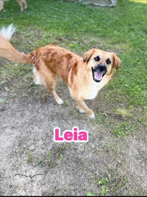 LEIA - Golden Retriever available for adoption