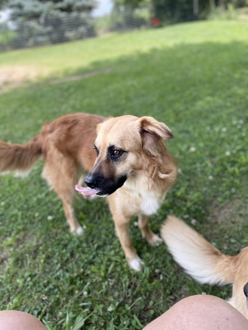 LEIA - Golden Retriever available for adoption