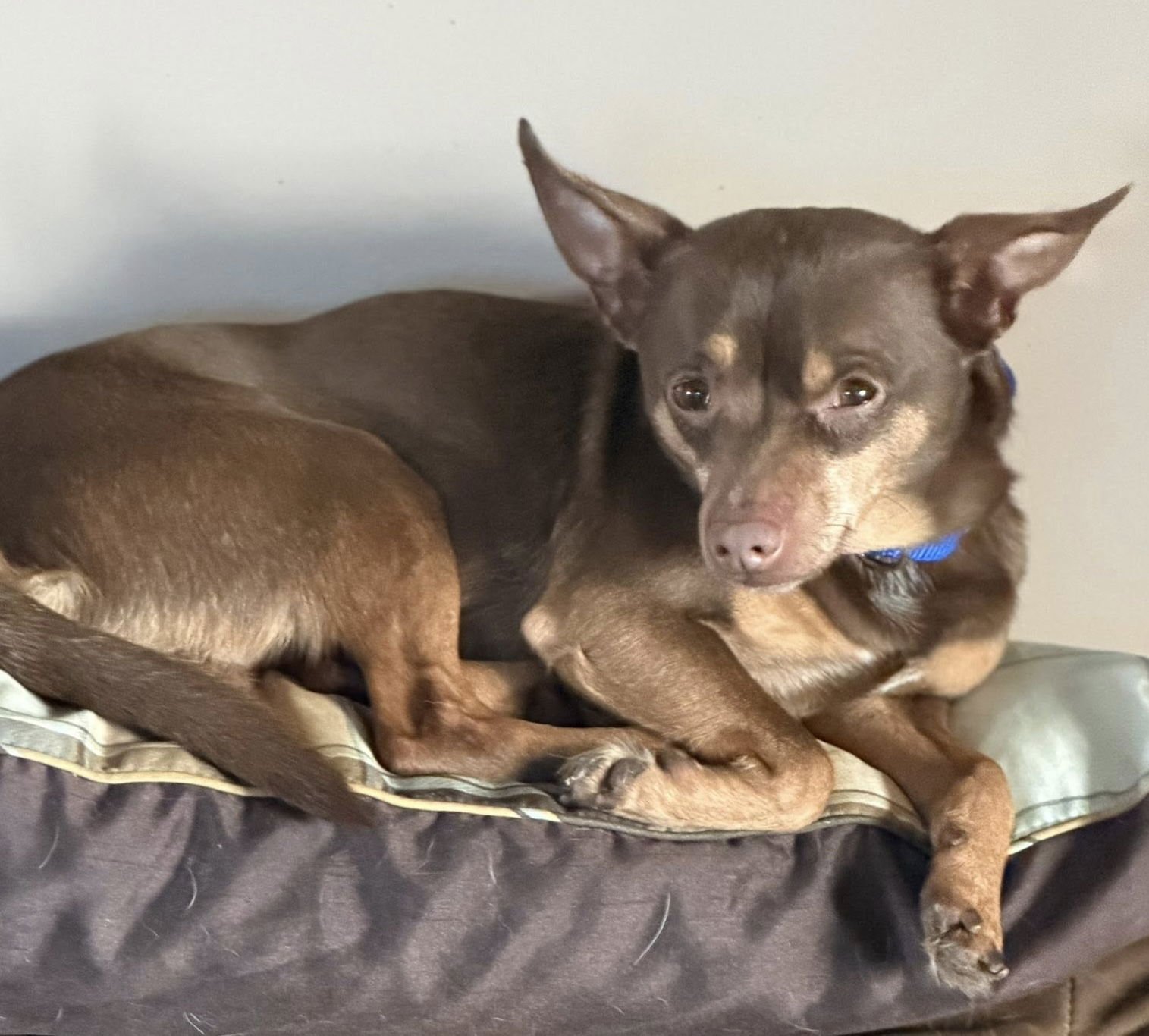 SHAGGY - Chihuahua / Miniature Pinscher available for adoption
