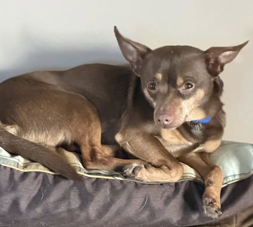SHAGGY *FTA* - Chihuahua / Miniature Pinscher available for adoption