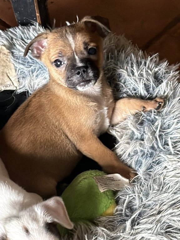 Sweet Treat Pups - Milk Bone Image