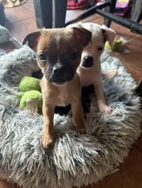 Sweet Treat Pups - Milk Bone - Photo 2
