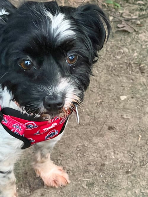 ARLO - Shih Tzu available for adoption
