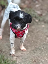 Arlo - Photo 2