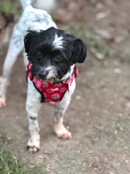 ARLO - Shih Tzu available for adoption