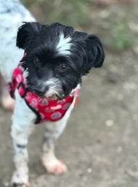 Arlo - Photo 3