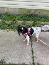 Arlo - Photo 4