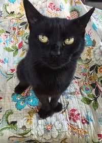 Wendy (Kitty) - Photo 1