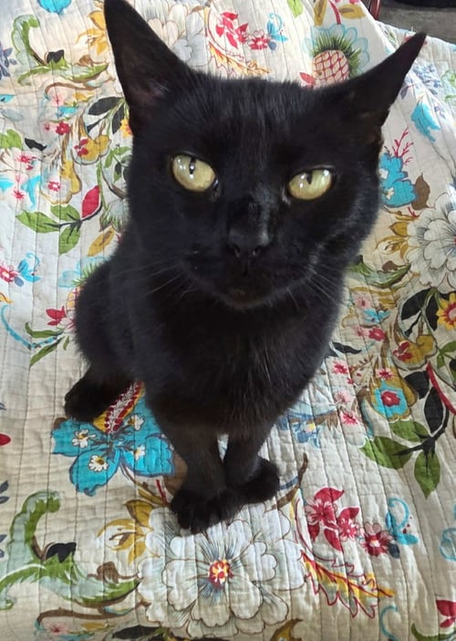 WENDY (KITTY) - Domestic Short Hair available for adoption