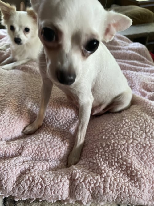 SASSY - Chihuahua available for adoption