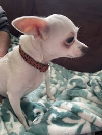 Sassy - Photo 11