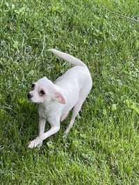 Sassy - Photo 5