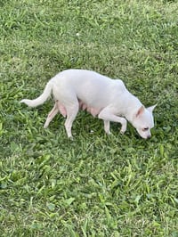 Sassy - Photo 8