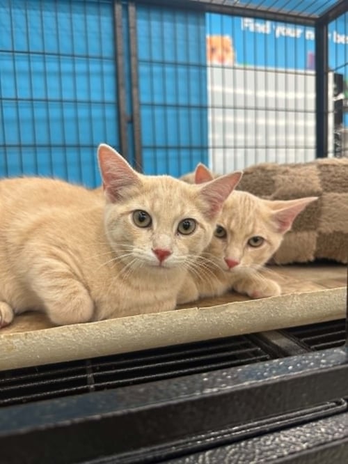 TIGGER (KITTY) - Domestic Short Hair available for adoption