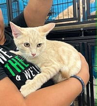 Tigger (Kitty) - Photo 4