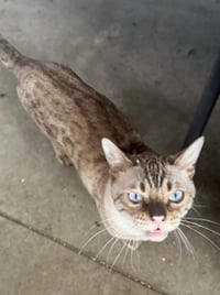 Chaos (Kitty) - Photo 8