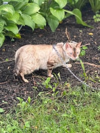 Chaos (Kitty) - Photo 5
