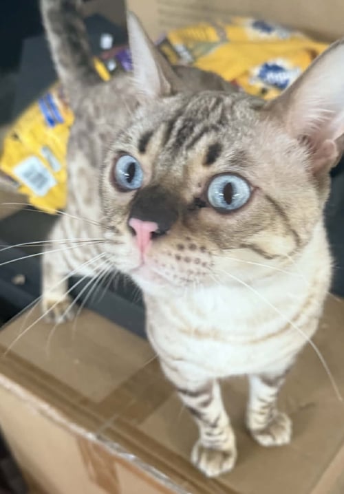 CHAOS (KITTY) - Bengal available for adoption