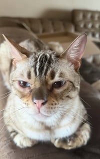 Chaos (Kitty) - Photo 4