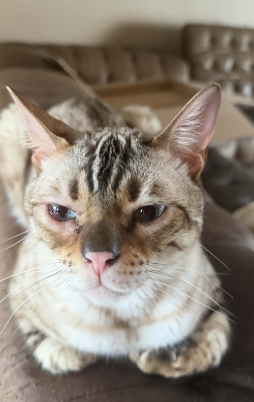 CHAOS (KITTY) - Bengal available for adoption
