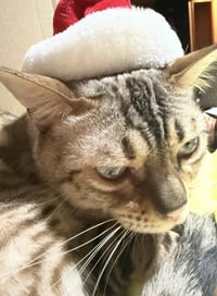 Chaos (Kitty) - Photo 7