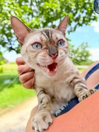 Chaos (Kitty) - Photo 1