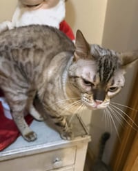 Chaos (Kitty) - Photo 6