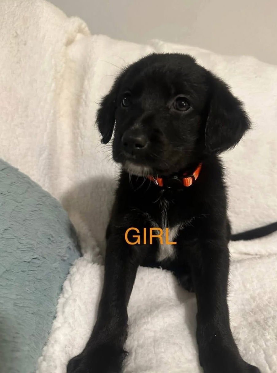 SHEPADOODLE PUPS - STRONGHEART (ENID) - German Shepherd Dog / Poodle (unknown type) available for adoption