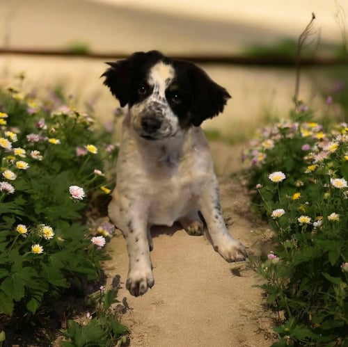 SAPLING PUPS - OAKLEY - Spaniel for adoption in Columbus