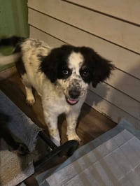 Sapling Pups - Oakley - Photo 2