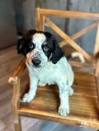 Sapling Pups - Oakley - Photo 3