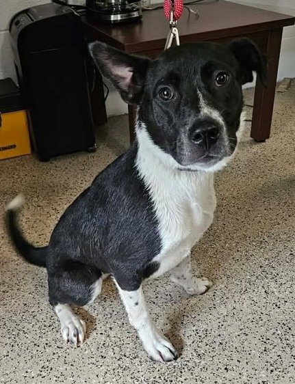 NOEL *FTA* - Labrador Retriever available for adoption