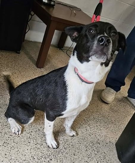 NOEL *FTA* - Labrador Retriever available for adoption