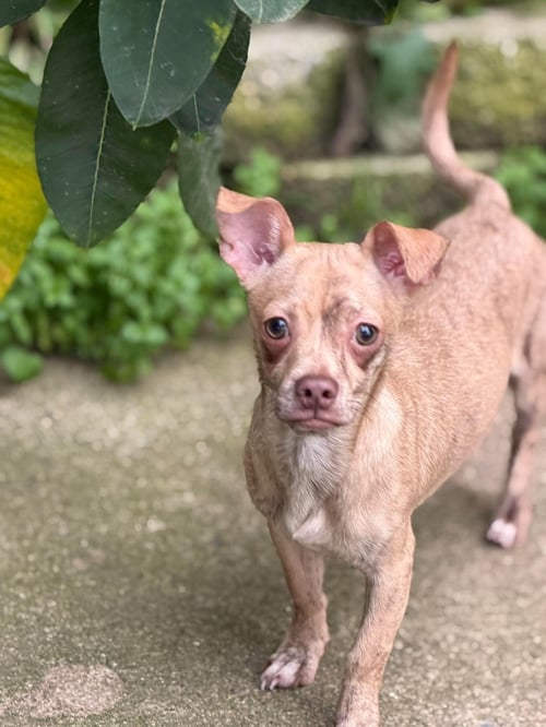 SQUEAK - Chihuahua available for adoption