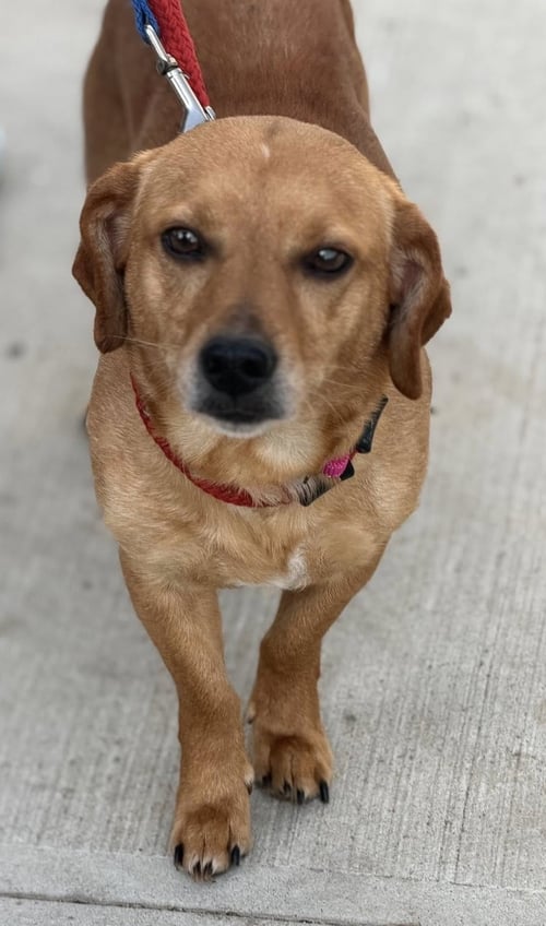 FINN TWO - Beagle / Dachshund available for adoption